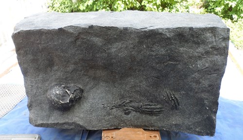 서기1980518년 광주지역에서 발굴된 화석2